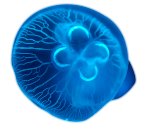 300x256-jellyfish.png