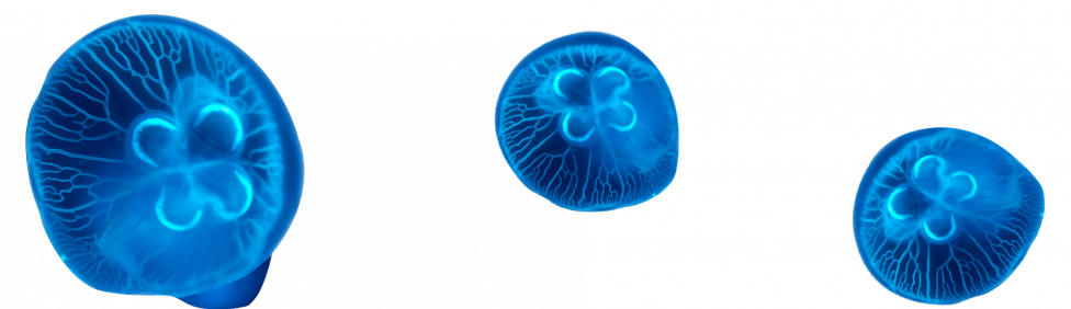 foregroundjellyfish2.png